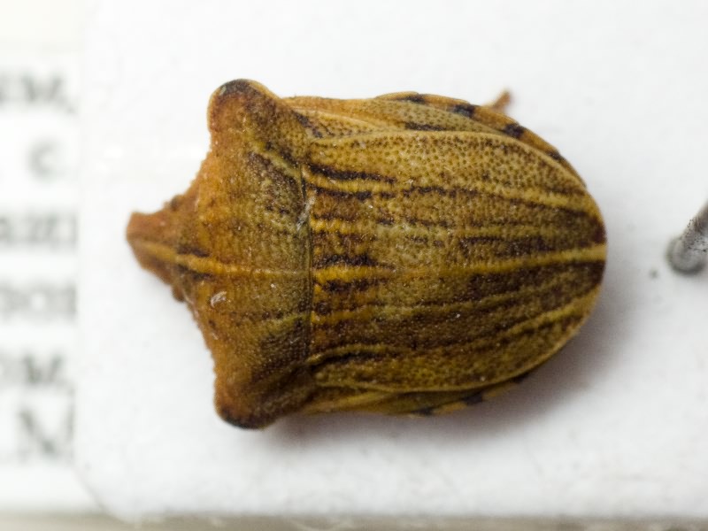 Sternodontus obtusus Mulsant & Rey, 1856